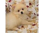 Pomeranian Puppy for sale in Coalgate, OK, USA