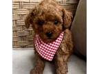 Poodle (Toy) Puppy for sale in Peculiar, MO, USA