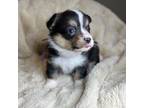 Pembroke Welsh Corgi Puppy for sale in Lake Elsinore, CA, USA