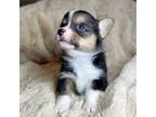 Pembroke Welsh Corgi Puppy for sale in Lake Elsinore, CA, USA