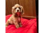 Cocker Spaniel Puppy for sale in Elizabethtown, KY, USA