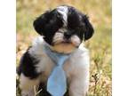 Shih Tzu Puppy for sale in Palm Coast, FL, USA