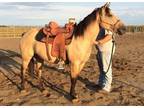 Dun quarter mare horse 469 xx 415 xx 7106