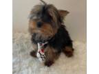 Yorkshire Terrier Puppy for sale in Schaumburg, IL, USA