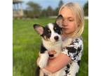 Pembroke Welsh Corgi Puppy for sale in Dundee, OH, USA