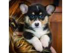 Pembroke Welsh Corgi Puppy for sale in Dundee, OH, USA