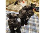 Schnauzer (Miniature) Puppy for sale in Palestine, TX, USA