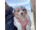 Australian Shepherd Puppy for sale in Salem, OR, USA