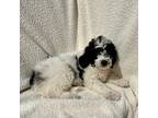 Mutt Puppy for sale in Atglen, PA, USA