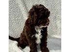 Mutt Puppy for sale in Atglen, PA, USA