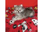 Pomeranian Puppy for sale in Tucson, AZ, USA