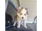 Siberian Husky Puppy for sale in Crossville, AL, USA