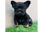 French Bulldog Puppy for sale in Prescott, AZ, USA