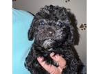 Poodle (Toy) Puppy for sale in Orange Grove, TX, USA