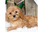 Cavapoo Puppy for sale in Orlando, FL, USA