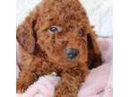 Poodle (Toy) Puppy for sale in Orlando, FL, USA