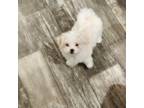 Maltese Puppy for sale in Bonham, TX, USA