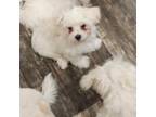 Maltese Puppy for sale in Bonham, TX, USA