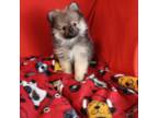 Pomeranian Puppy for sale in Tucson, AZ, USA