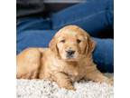 Golden Retriever Puppy for sale in Vandalia, MI, USA