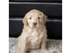 Golden Retriever Puppy for sale in Vandalia, MI, USA
