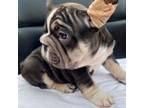 French Bulldog Puppy for sale in Miami, FL, USA