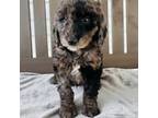 Goldendoodle Puppy for sale in Auburn, IN, USA