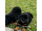 Rottweiler Puppy for sale in Lockhart, TX, USA