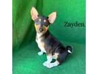 Zayden