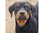 Rottweiler Puppy for sale in Maricopa, AZ, USA