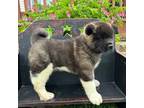 Akita Puppy for sale in Richmond, MO, USA