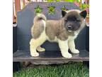 Akita Puppy for sale in Richmond, MO, USA