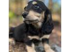 Dachshund Puppy for sale in Batesville, AR, USA