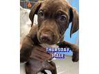 Thursday Labrador Retriever Puppy Male