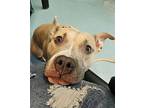 Hank American Pit Bull Terrier Young Male