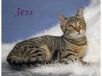 Jess (C24-007) Domestic Shorthair Kitten Female