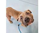 Bread And Butter Pickles American Pit Bull Terrier Adult Male