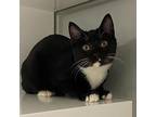 Elephant Domestic Shorthair Young Female