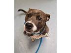 Blue Fish American Pit Bull Terrier Adult Male