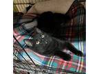 Moe Domestic Shorthair Young Male