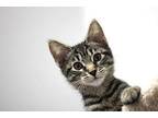 Duane Domestic Longhair Kitten Male
