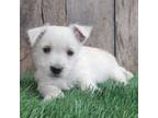 West Highland White Terrier Puppy for sale in Dundee, OH, USA