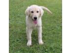 Golden Retriever Puppy for sale in Montezuma, GA, USA