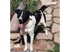 Jude Border Collie Young Male