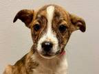 Ginny American Pit Bull Terrier Puppy Female