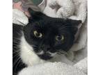 Stache Domestic Shorthair Adult Female