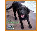 Amos Labrador Retriever Young Male