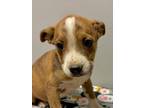 Bianca American Pit Bull Terrier Puppy Female