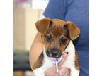 Leah Jack Russell Terrier Puppy Female