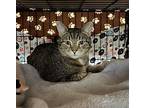 Jeffrey Domestic Shorthair Young Male